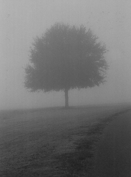  Tree in Fog 