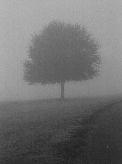  Tree in Fog 
