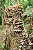  Tree Mushrooms 